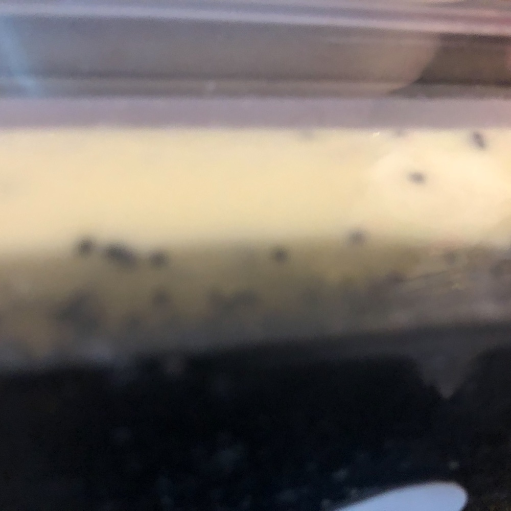 New Sweet Grass Beaufort SC "Lemon Island" Soap - Picture 2 of 2